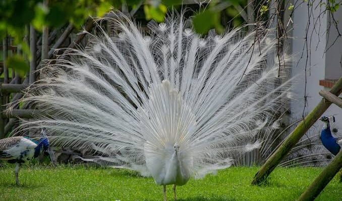 Arti Mimpi Melihat Burung Merak Putih Menurut Primbon: Pertanda Baik atau Buruk?