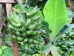 7 Arti Mimpi Melihat Pohon Pisang Menurut Primbon Jawa