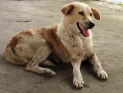Arti Mimpi Anjing Peliharaan Hilang Pergi Melarikan Diri