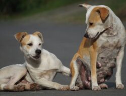 Arti Mimpi Mendengar Anjing Menggonggong yang Marah