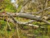 Makna Mimpi Melihat Pohon Tumbang di Depan Rumah Terkena Angin