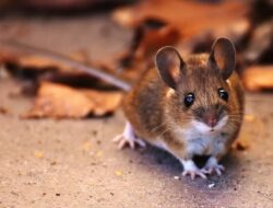 Makna Mimpi Melihat Tikus Raksasa di Tempat Tidur dan Membunuhnya