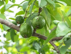 Makna Mimpi Memetik Jambu Biji dan Menginjak Jambu Pertanda Apa?