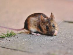 Makna Mimpi Tikus Lari Masuk Rumah Berdasarkan Primbon