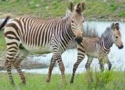 Arti Mimpi Diserang Zebra atau Menangkap Hewan Zebra