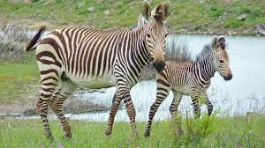 Arti Mimpi Diserang Zebra atau Menangkap Hewan Zebra