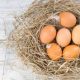Arti Mimpi Melihat Telur Menetas: Ada Telur Ayam, Bebek, Angsa dan Burung Menetas