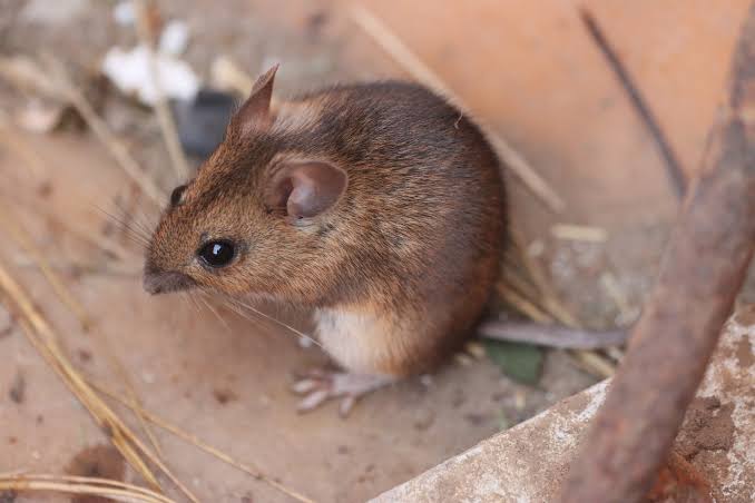 Arti Mimpi Melihat Tikus Menurut Agama Islam dan Kristen