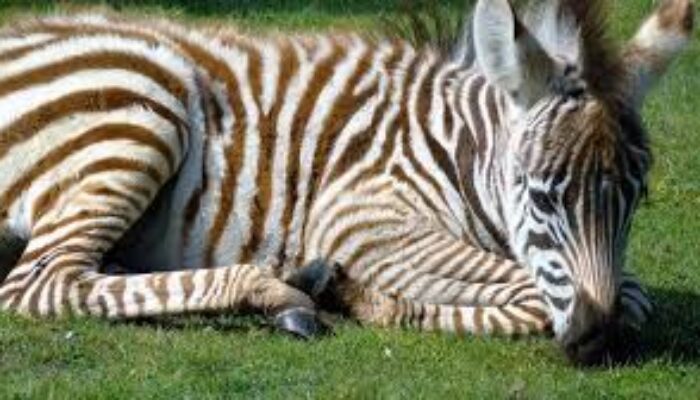 Arti Mimpi Melihat Zebra Mati Punya Arti Berbeda, Tergantung Ceritanya