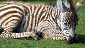 Arti Mimpi Melihat Zebra Mati Punya Arti Berbeda, Tergantung Ceritanya