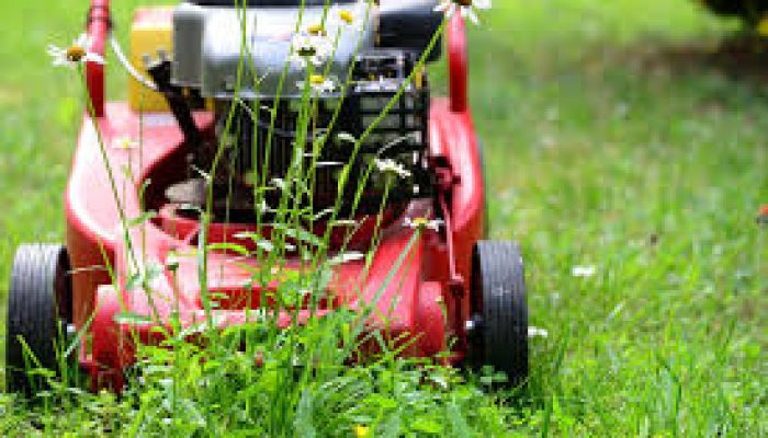 Arti Mimpi Memotong Rumput Hijau dan Kuning Gersang