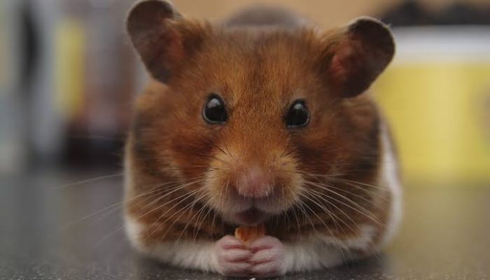 Bermimpi Hamster Kabur dari Kandang dan Hilang: Arti dan Maknanya