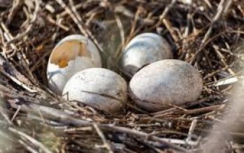 Makna Mimpi Melihat Telur Burung Pecah Banyak di Pohon Tinggi