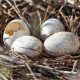 Makna Mimpi Melihat Telur Burung Pecah Banyak di Pohon Tinggi