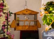 Mengartikan Mimpi Burung Kabur dari Sangkar: Simbolisme Kebebasan dan Pembebasan Diri