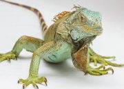 Arti Mimpi Digigit Iguana di Kaki, Tangan Hingga Badan