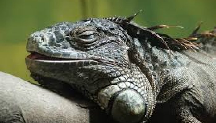 Arti Mimpi Dikejar Iguana Hingga Kena dan Lolos