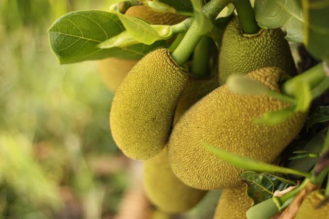 3 Arti Mimpi Makan Buah Nangka Matang, Setengah Matang dan Busuk