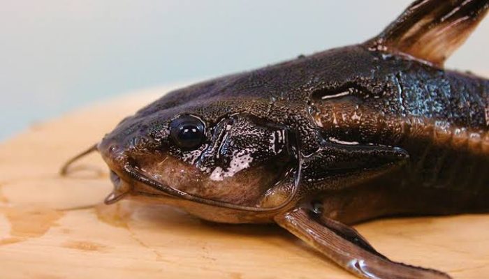 Arti Mimpi Masak Ikan Lele yang Digoreng dan Dikukus di Dapur untuk Makan Kita