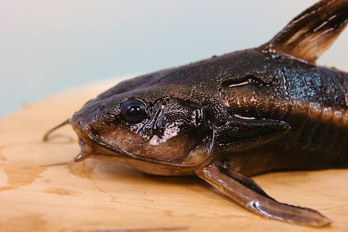 Arti Mimpi Masak Ikan Lele yang Digoreng dan Dikukus di Dapur untuk Makan Kita