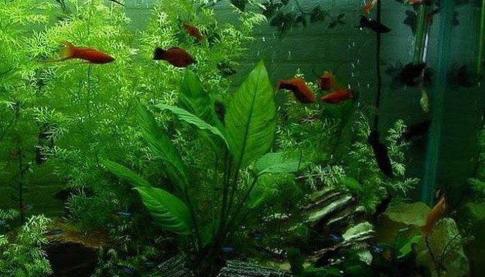 Arti Mimpi Melihat Ikan di Akuarium Banyak Jenis Ikan yang Unik dan Aneh