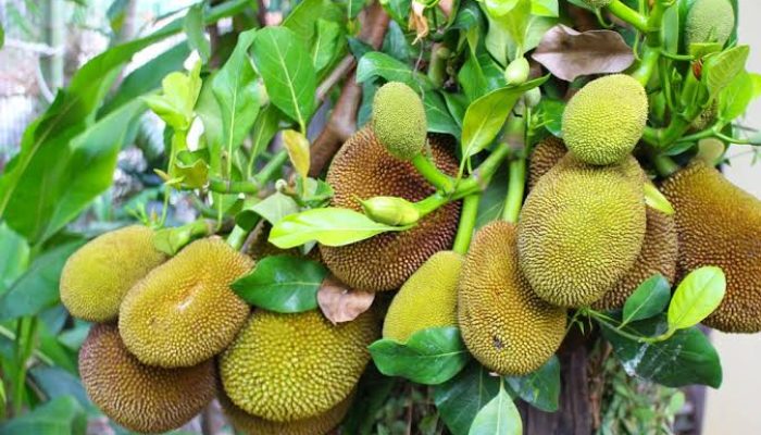 Arti Mimpi Melihat Pohon Nangka Besar, Kecil, Angker, Tumbang dan ada Buah Nangkanya