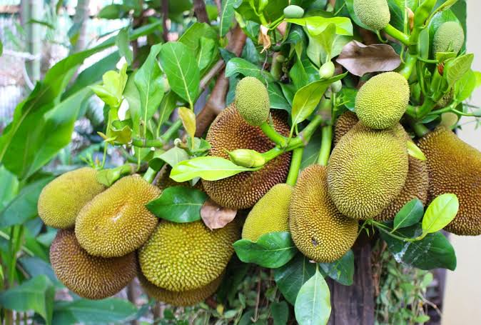 Arti Mimpi Melihat Pohon Nangka Besar, Kecil, Angker, Tumbang dan ada Buah Nangkanya