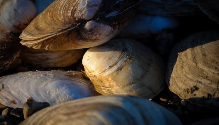 Arti Mimpi Melihat atau Menemukan Kerang di Sungai Kecil dan Besar