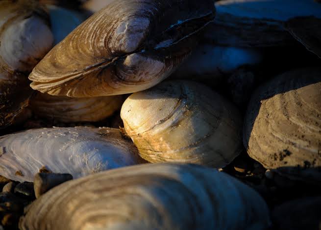 Arti Mimpi Melihat atau Menemukan Kerang di Sungai Kecil dan Besar