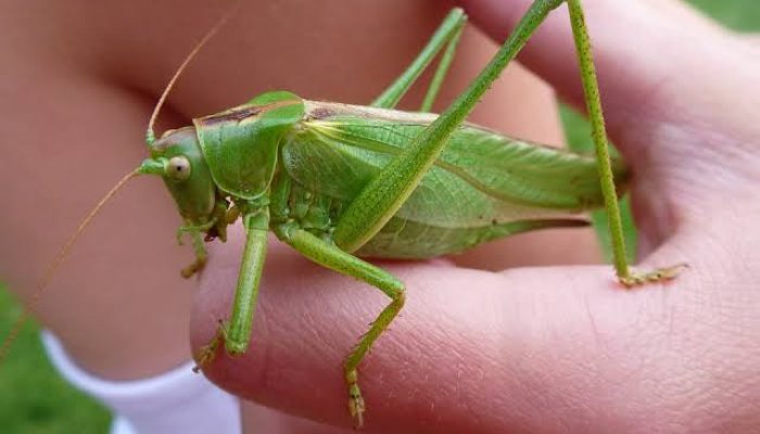 Arti Mimpi Membunuh Belalang Kecil dan Besar di Kebun Rumah