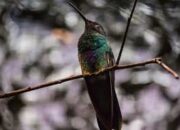 Apa Artinya Bermimpi Tentang Burung Kolibri Menurut Orang Jaman Dahulu