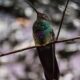 Apa Artinya Bermimpi Tentang Burung Kolibri Menurut Orang Jaman Dahulu