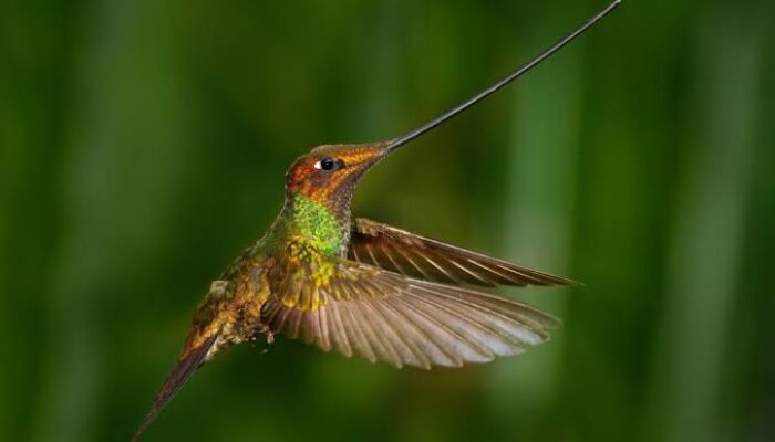 Arti Mimpi Burung Kolibri Cedera, Sakit, Luka dan Mati Menurut Primbon, Islam dan Psikolog