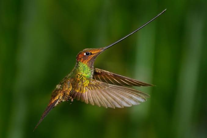 Arti Mimpi Burung Kolibri Cedera, Sakit, Luka dan Mati Menurut Primbon, Islam dan Psikolog