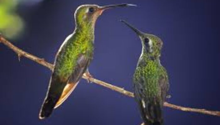 Arti Mimpi Tentang Burung Kolibri Warna-warni: Merah, Biru, Kuning, Hijau, Hitam dan Putih