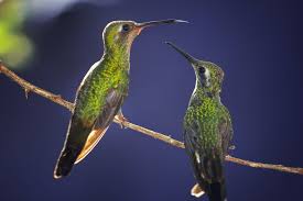 Arti Mimpi Tentang Burung Kolibri Warna-warni: Merah, Biru, Kuning, Hijau, Hitam dan Putih