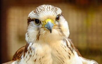 Mengungkap Pesan Tersembunyi: Tafsir Mimpi Dikejar oleh Burung Elang Raksasa yang Banyak