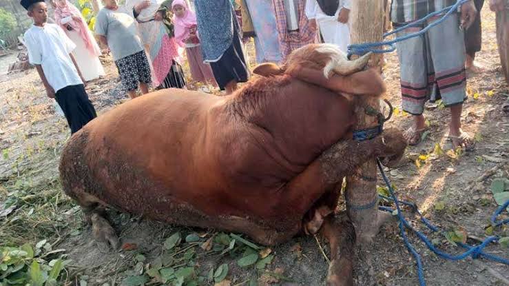 Tragedi di Masjid Salafiyah: Sapi Kurban Mati Terjerat Tali di Gunungkidul