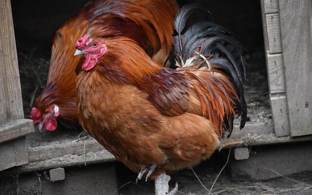 Arti Mimpi Dikejar Ayam Jago Menurut Primbon Jawa: Pertanda Baik atau Buruk