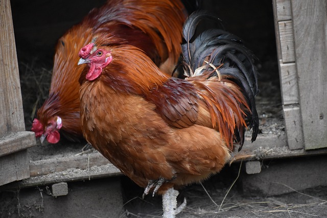 Arti Mimpi Dikejar Ayam Jago Menurut Primbon Jawa: Pertanda Baik atau Buruk