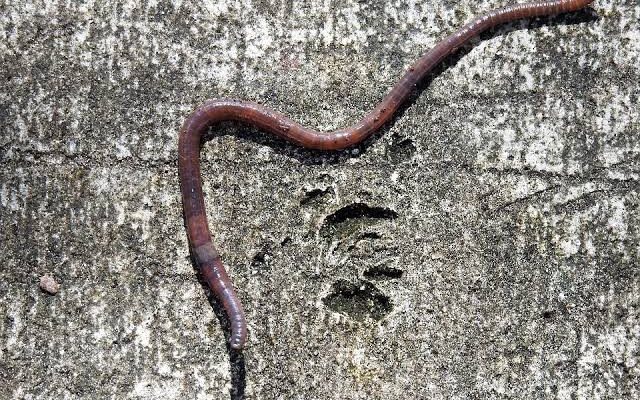 Mimpi Tentang Cacing, Terutama Dalam Jumlah Besar Dan Berada Di Kaki