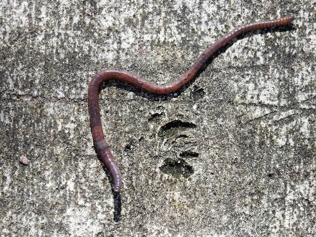 Mimpi Tentang Cacing, Terutama Dalam Jumlah Besar Dan Berada Di Kaki