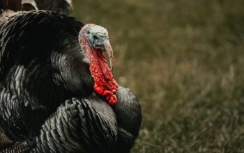 Arti Mimpi Ayam Kalkun Warna Putih, Hitam, Merah, Kuning, dan Coklat