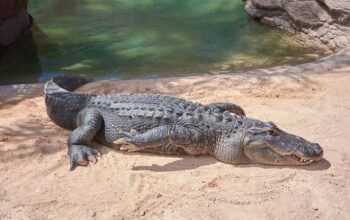 Arti Mimpi Digigit Buaya di Sungai Tapi Tidak Jadi: Pertanda Baik atau Buruk?