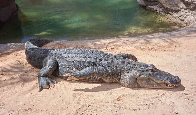 Arti Mimpi Digigit Buaya di Sungai Tapi Tidak Jadi: Pertanda Baik atau Buruk?