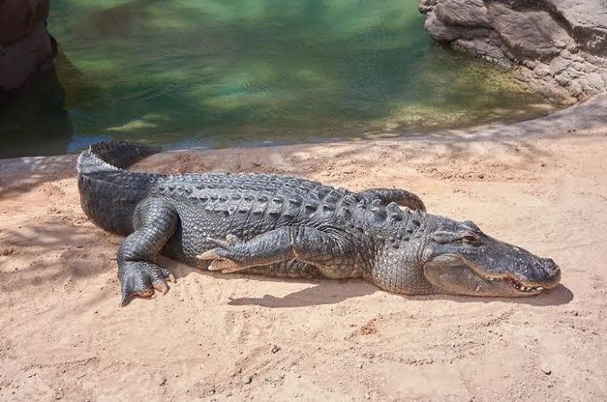 Arti Mimpi Digigit Buaya di Sungai Tapi Tidak Jadi: Pertanda Baik atau Buruk?