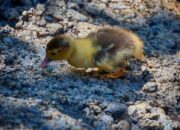 Makna Mimpi Anak Bebek Kecil: Simbol Rezeki dan Keharmonisan