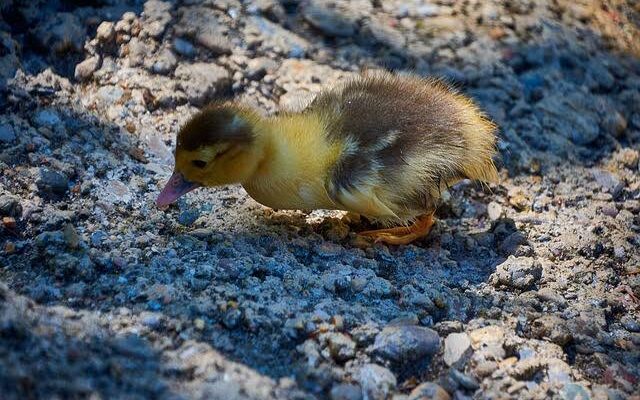 Makna Mimpi Anak Bebek Kecil: Simbol Rezeki dan Keharmonisan