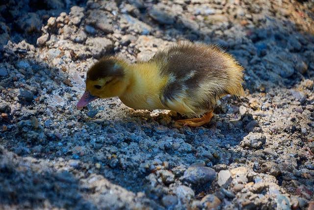 Makna Mimpi Anak Bebek Kecil: Simbol Rezeki dan Keharmonisan