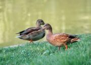 Makna Mimpi Bebek dalam Perspektif Agama dan Tradisi Budaya